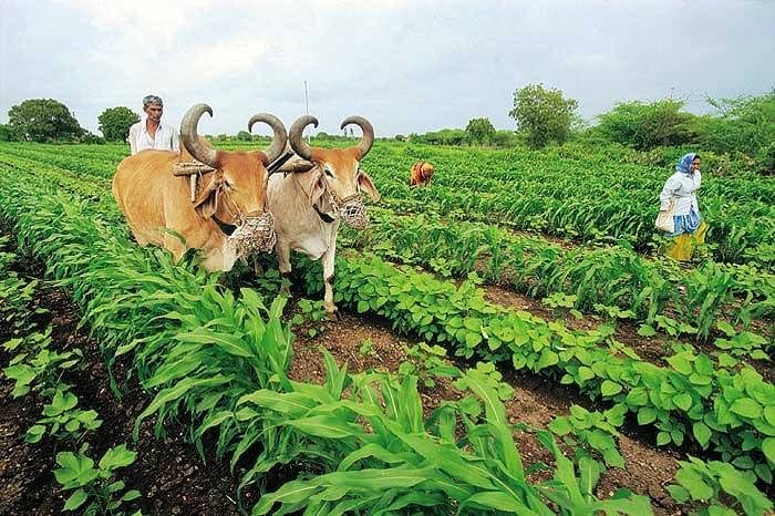 મોટા સમાચાર : ખેડૂતોને હવે સસ્તા ખાતરો ખરીદવા માટે મળશે ઈ-વાઉચર, જાણો કેવી રીતે તેનો ઉપયોગ કરી શકાશે