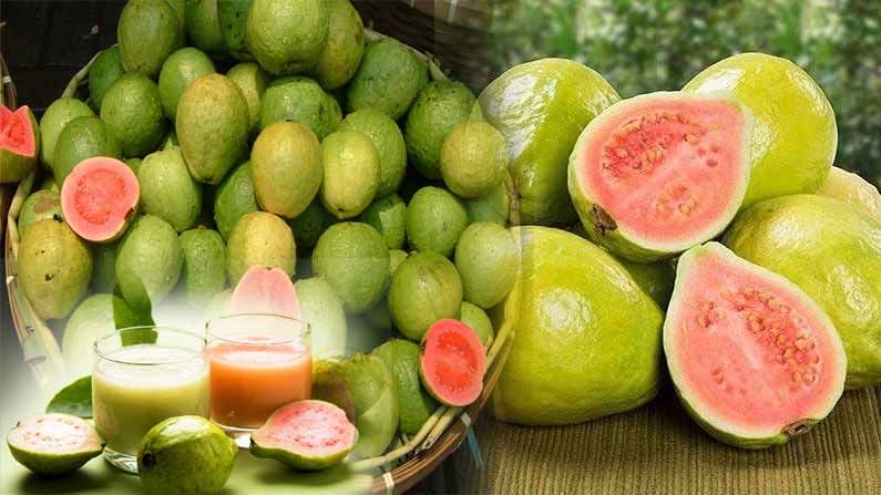 Benefits Of Guava : ચોમાસામાં જમરૂખ ખાવાના પાંચ આશ્ચર્યજનક ફાયદા