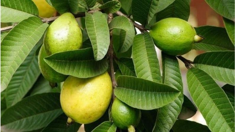 Guava Farming: જામફળની ખેતીથી ખેડૂતોને થશે ફાયદો, સ્વાસ્થ્ય માટે છે ફાયદાકારક