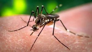 World Mosquito Day 2021: શું મચ્છરો વરસાદી મોસમની મજા બગાડે છે, અજમાવો મચ્છર ભગાડવાના દેશી ઉપાય