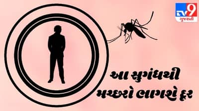 મચ્છરોને નફરત છે આ સુગંધથી, તરત ભાગે છે દૂર: તમારા માટે થઈ શકે છે મદદરૂપ સાબિત