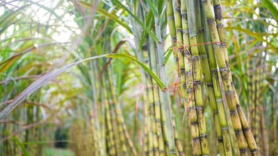 SugarCane Farming : શેરડીની ખેતી કરતા ખેડૂતોને સરકારના આ એક નિર્ણયથી થશે ફાયદો