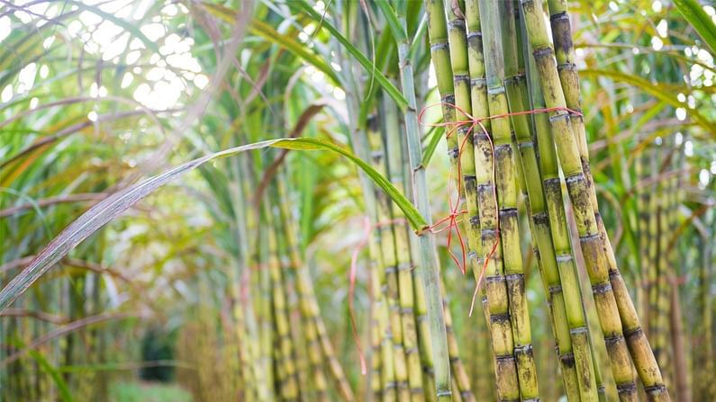 Sugarcane Farmer: શેરડી પકવતા ખેડુતોનાં બાકી ઋણ મુદ્દે કેન્દ્ર અને 16 રાજ્યને નોટીસ, સુગરમિલોએ નથી ચુકવ્યા 8000 કરોડ રૂપિયા