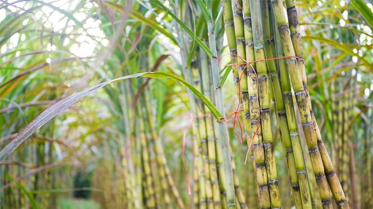 SugarCane Farming : શેરડીની ખેતી કરતા ખેડૂતોને સરકારના આ એક નિર્ણયથી થશે ફાયદો