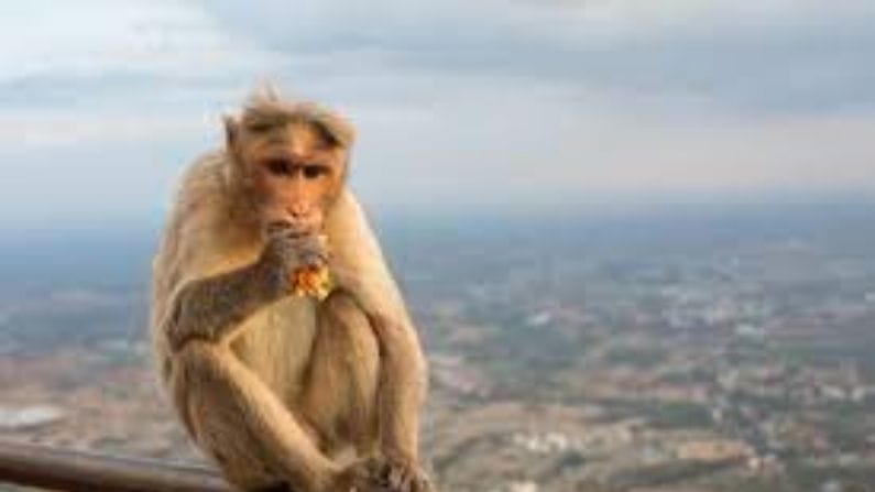 Viral Video: કપિરાજે પહેલા છીનવ્યુ ખાવાનુ પછી શરુ કર્યુ લાત મારવાનુ, જુઓ VIDEO