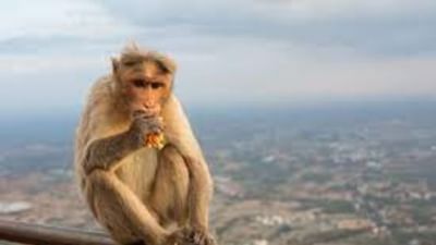 Viral Video: કપિરાજે પહેલા છીનવ્યુ ખાવાનુ પછી શરુ કર્યુ લાત મારવાનુ, જુઓ VIDEO