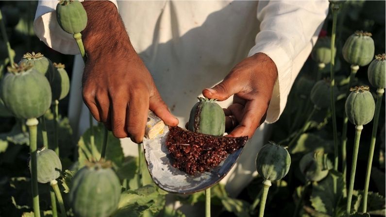 ખેડૂતો પાસે ડ્ર્ગ્સની ખેતી કરાવીને વધુ અમીર બનશે તાલિબાન, પાકિસ્તાની યુવાનોને લગાવશે નશાની આદત