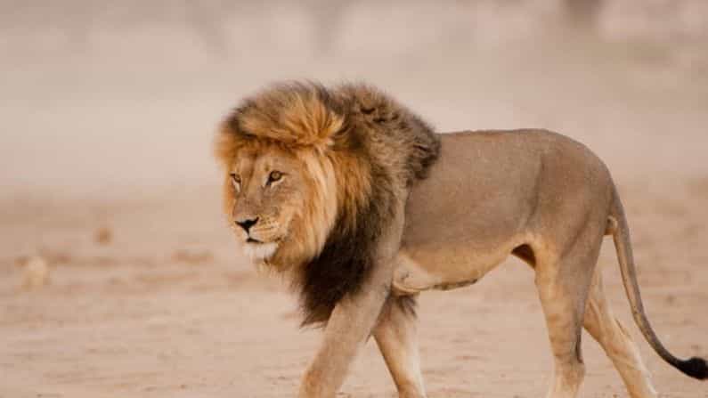 રસોડામાં સવારે કૉફી બનાવી રહ્યો હતો વ્યક્તિ, અચાનક સામે આવી ગયો સિંહ