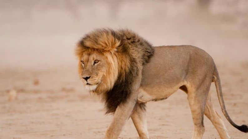 રસોડામાં સવારે કૉફી બનાવી રહ્યો હતો વ્યક્તિ, અચાનક સામે આવી ગયો સિંહ