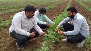 Bharuch: જિલ્લામાં કપાસ સહિતની ખેતીને ભારે નુકશાન, રાસાયણિક પ્રદુષણના કારણે ખેડૂતોને માથે હાથ દેવાનો વારો