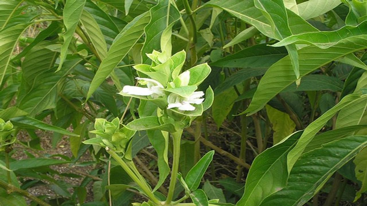 અરડૂસી એક ઔષધિય વનસ્પતિ છે. તેના પાંદડાં, ફૂલ, મૂળ તેમજ આખા છોડને દવા તરીકે વાપરવામાં આવે છે પરંતુ પાંદડાં સવિશેષ વપરાય છે.
