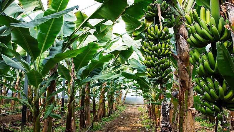 Banana Farming : જો તમે પણ કેળાની ખેતી કરવા માંગો છો ? પરંતુ કોઈ માહિતી નથી, તો આ એપ્લિકેશન કરો ડાઉનલોડ