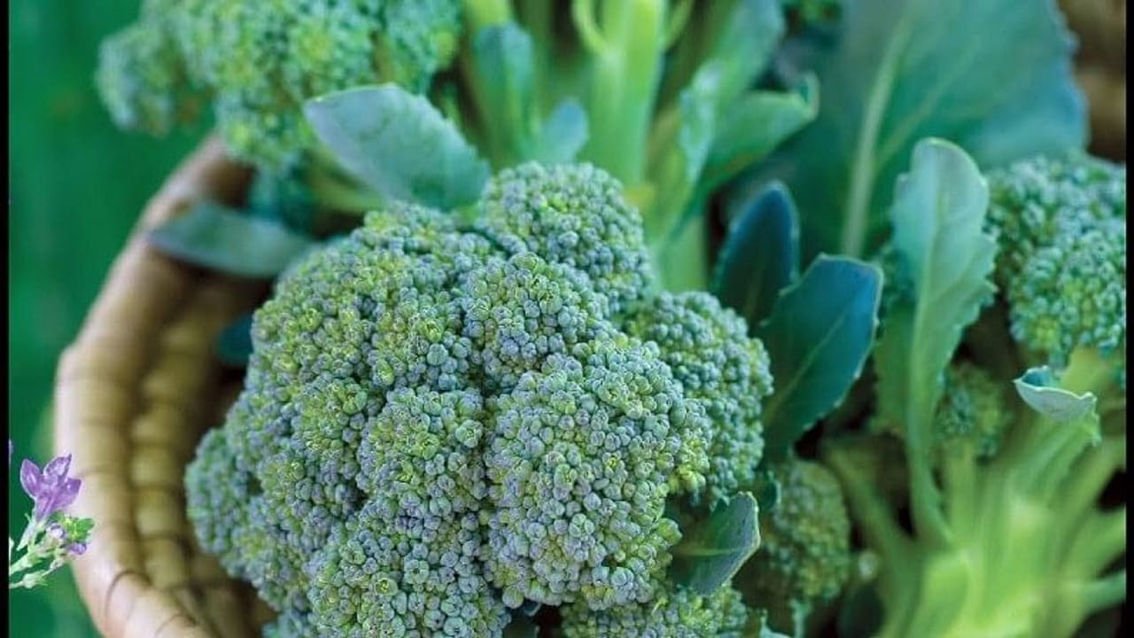 બ્રોકોલીની ખેતીથી ખેડૂતોની આવકમાં થશે વધારો, આ બાબતોનું ધ્યાન રાખી કરો બ્રોકોલીની સફળ ખેતી