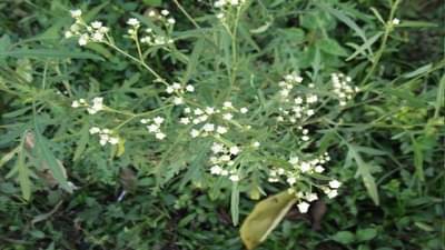 ગાજર ઘાસ ખેડૂતો માટે ખૂબ જ ફાયદાકારક છે, બની શકે છે ઓર્ગેનિક ખાતર