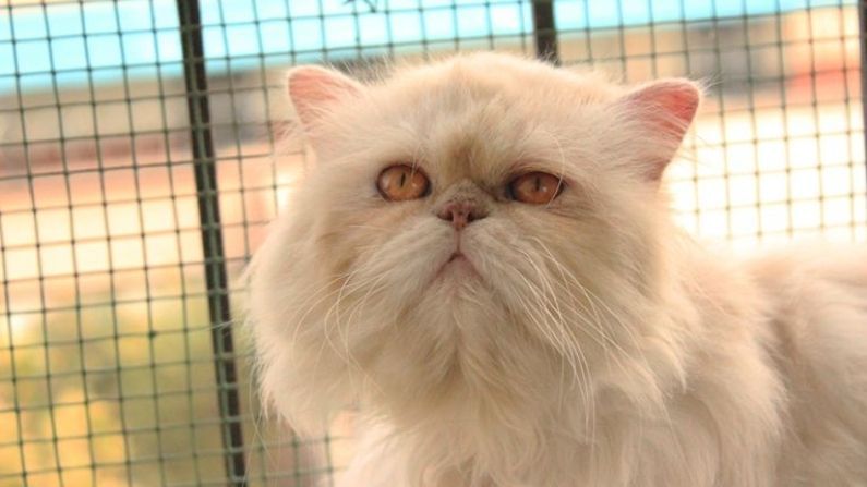 આજે World Cat Day : સુરતમાં મોંઘી બિલાડીઓ ખરીદવાનો ટ્રેન્ડ