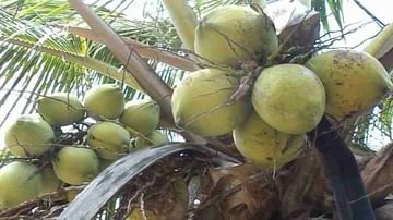 Coconut Farming: નાળિયેરની ખેતીથી થાય છે મબલખ કમાણી, આ છે ખેતીની સરળ રીત