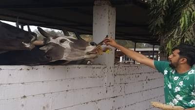 ગૌ માતાને રોટલી ખવડાવો છો ? જાણી લો તેના જબરદસ્ત ફાયદા, પુણ્યની સાથે મળે છે આ ખુશીઓ