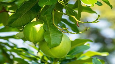 સરબેરા ઓડાલમ (Sarbera Udalum) આ ફળ અત્યંત ઝેરી અને ખતરનાક છે. આ ઝેરની અસર સાયનાઇડનાં ઝેર કરતાં પણ વધારે હોય છે. 