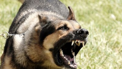 સુરતમાં 2.90 કરોડના ખર્ચે 20 હજાર રખડતા શ્વાનનુ ખસીકરણ કરાશે