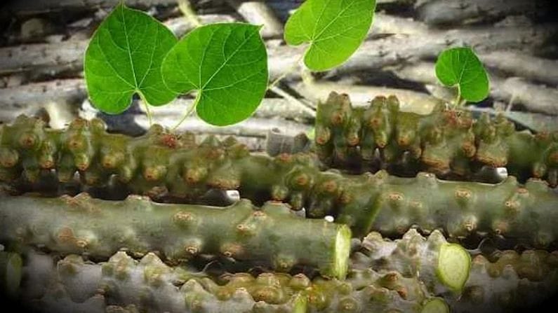 Health Tips: આ જડીબુટ્ટીઓ ડાયાબિટીસને નિયંત્રિત કરવામાં મદદ કરી શકે છે