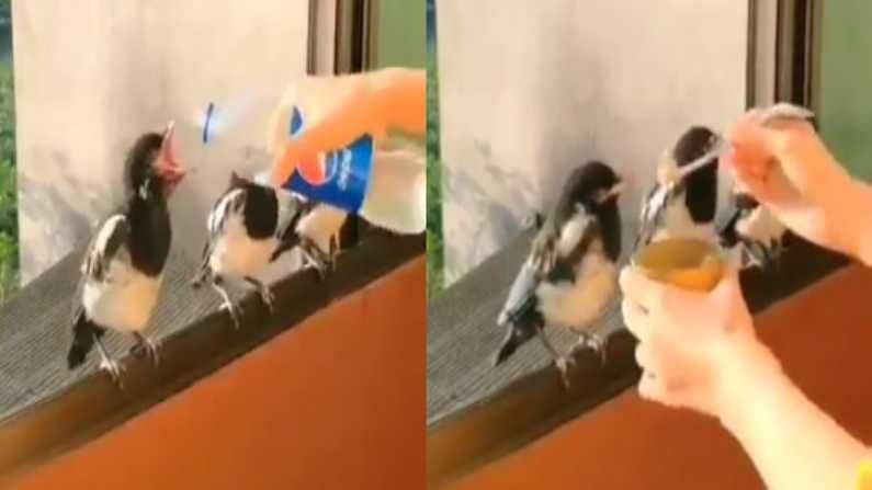 Viral Video:  મહિલાએ પક્ષીઓને બોટલથી પાણી પીવડાવ્યા બાદ ખવડાવ્યુ ખાવાનુ, વીડિયો જોઈને તમારો દિવસ સુધરી જશે
