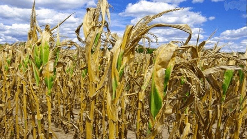 ભારતીય કૃષિ માટે કેટલું ઘાતક છે ગ્લોબલ વોર્મિંગ, જાણો ખેડૂતોને કેવી રીતે થાય છે નુકસાન
