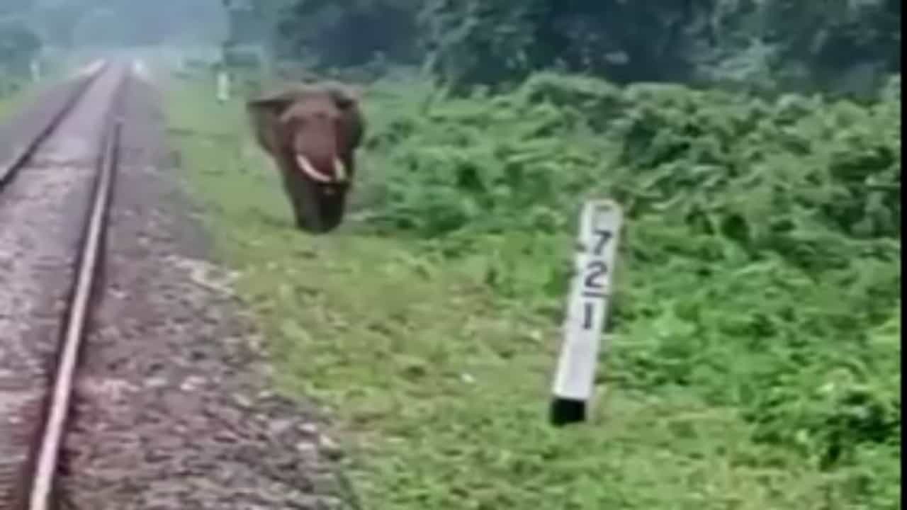 ટ્રેક પર ચઢી આવેલા હાથીનો જીવ બચાવવા ચાલકે લગાવી ઈમરજન્સી બ્રેક, પછી જુઓ શું થયુ આ Viral Videoમાં