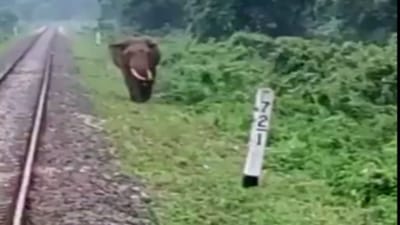 ટ્રેક પર ચઢી આવેલા હાથીનો જીવ બચાવવા ચાલકે લગાવી ઈમરજન્સી બ્રેક, પછી જુઓ શું થયુ આ Viral Videoમાં