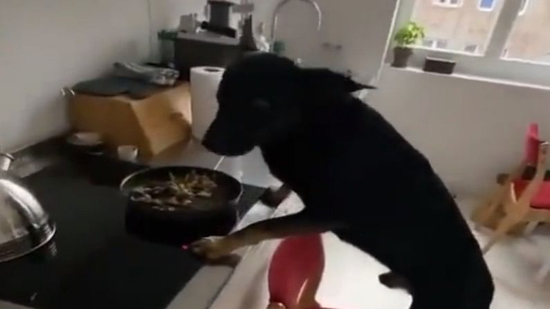 Viral Video : ડૉગીએ રસોડામાંથી ખાવાનું ચોરવા માટે લગાવ્યું જોરદાર દિમાગ, વીડિયો જોઇ તમે પણ થઇ જશો આશ્ચર્યચકિત !
