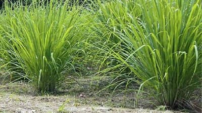 ખેડૂતો માટે સારા સમાચાર : આ ખેતીમાં એક વાર પૈસા લગાવવાથી કરી શકો છો વરસો સુધી કમાણી, જાણો સમગ્ર માહિતી