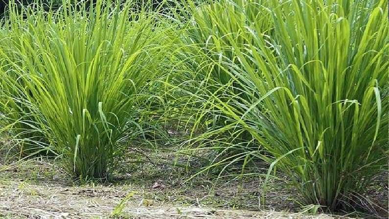 ખેડૂતો માટે સારા સમાચાર : આ ખેતીમાં એક વાર પૈસા લગાવવાથી કરી શકો છો વરસો સુધી કમાણી, જાણો સમગ્ર માહિતી