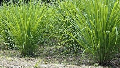 ખેડૂતો માટે સારા સમાચાર : આ ખેતીમાં એક વાર પૈસા લગાવવાથી કરી શકો છો વરસો સુધી કમાણી, જાણો સમગ્ર માહિતી