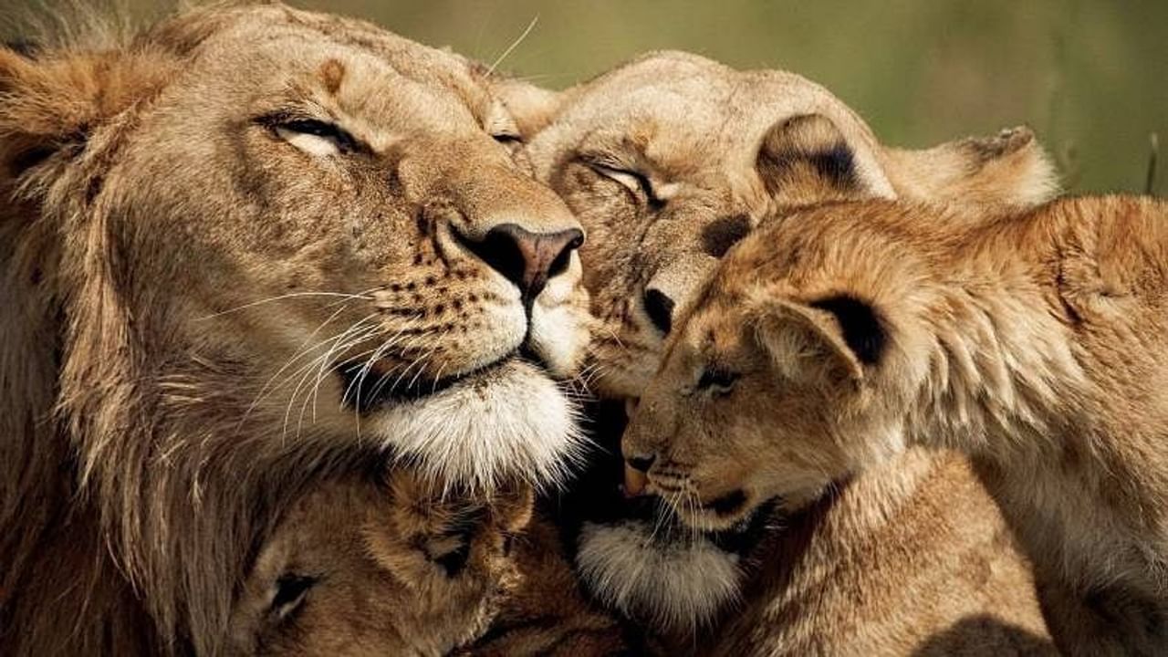 સિંહ (Lion) હંમેશા ઝૂંડમાં રહે છે અને પોતાના સામાજીક વ્યવહારના કારણે ઘણા બધા સિંહો સાથે રહેવાનું પસંદ કરે છે. સિંહના ઝૂંડને પ્રાઈડ કહેવામાં આવે છે. એક પ્રાઈડમાં લગભગ 15 સિંહો હોય છે અને તે એક પરિવારની જેમ જ જોવા મળે છે. 