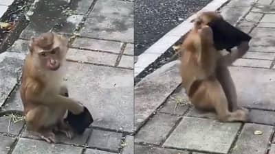 Funny Video : આ વાંદરાએ પહેર્યુ માસ્ક ! વિડીયો જોઇને તમે પણ હસીને લોટ પોટ થઈ જશો