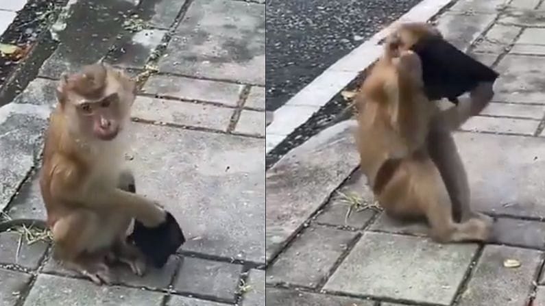 Funny Video : આ વાંદરાએ પહેર્યુ માસ્ક ! વિડીયો જોઇને તમે પણ હસીને લોટ પોટ થઈ જશો