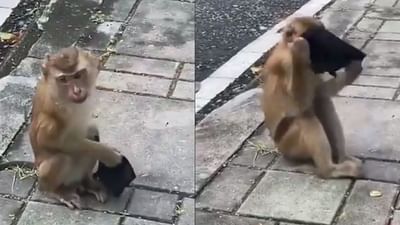 Funny Video : આ વાંદરાએ પહેર્યુ માસ્ક ! વિડીયો જોઇને તમે પણ હસીને લોટ પોટ થઈ જશો