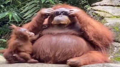 Viral Video: પ્રવાસીનાં ચશ્મા વાડામાં પડી ગયા તો ઉરાંગઉટાગે કરી નાખ્યુ આ કામ, જોઈને તમારો પણ દિવસ બની જશે