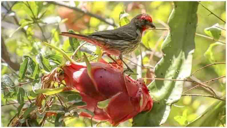 Dragon Fruit Farming: તમે ઘરમાં જ ઉગાડી શકશો ડ્રેગન ફ્રૂટ, વાવેતરથી લઈને સંભાળ સુધીની સમગ્ર પ્રક્રિયા જાણો