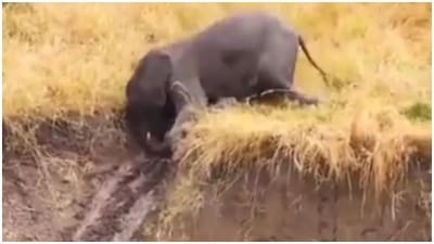 Funny Video : હાથી પરિવારની આ મસ્તી જોઈને તમને પણ આવશે હસવું, જુઓ મજેદાર Video