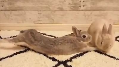 Viral Video : સસલાએ કરી કિસ ! વીડિયો જોઇ આપને પણ આવી જશે પ્રેમ