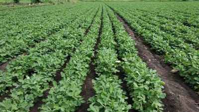 Rajkot : ખેડૂતો માથે વધુ એક મુસીબત, હવે મગફળીમાં જોવા મળી લીલી-કાબરી ઇયળ