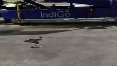 Kolkata: મુંબઇ જતી ફ્લાઇટના કાર્ગો હોલ્ડમાંથી સાપ મળી આવ્યો, ભારે જહેમત બાદ કરાયું રેસ્ક્યુ