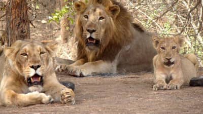 Junagadh : પ્રવાસીઓ માટે ખુશખબર, ગીરમાં સિંહ દર્શનની સાથે હવે સનસેટ પોઇન્ટ, સેલ્ફી પોઇન્ટ, વોચ ટાવર અને નેચરલ પાર્કની પણ મજા માણી શકશો !