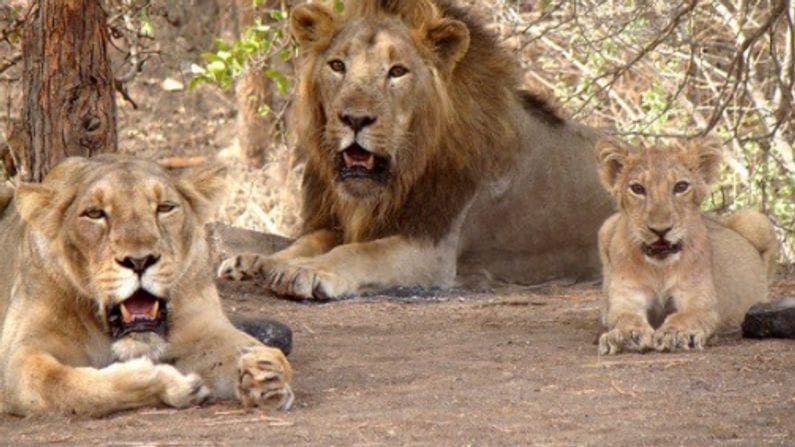 Junagadh : પ્રવાસીઓ માટે ખુશખબર, ગીરમાં સિંહ દર્શનની સાથે હવે સનસેટ પોઇન્ટ, સેલ્ફી પોઇન્ટ, વોચ ટાવર અને નેચરલ પાર્કની પણ મજા માણી શકશો !