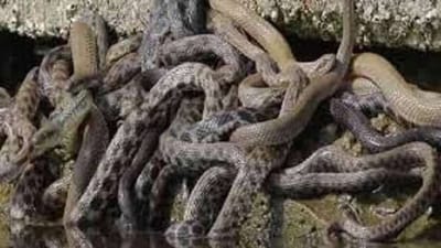 Maharashtra: ઘરમાંથી 22 ઝેરી કોબ્રા સાપ મળી આવતા સન્નાટો, રેસ્કયુમાં લાગ્યા બે દિવસ