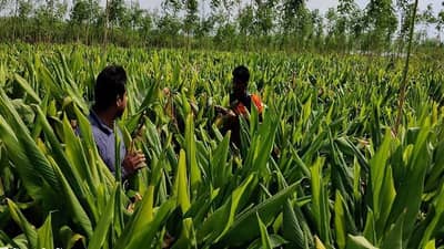 Turmeric Farming : હળદરની ખેતીથી ખેડૂતોને અઢળક કમાણી, 2 લાખના રોકાણ સામે 14 લાખની આવક