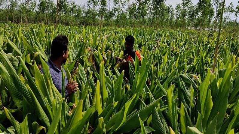 Turmeric Farming : હળદરની ખેતીથી ખેડૂતોને અઢળક કમાણી, 2 લાખના રોકાણ સામે 14 લાખની આવક