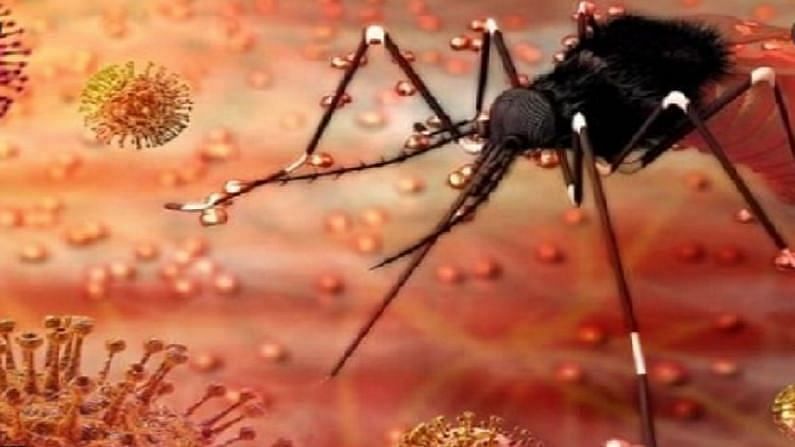 Zika Virus in Maharashtra : કોરોના બાદ ઝીંકા વાયરસનું સંકટ, પુણેમાં ઝીંકા વાયરસના પ્રથમ કેસની પુષ્ટિ