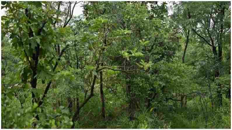 Find the Tiger : જો તમે તમારી આંખોને તેજ માનો છો તો આ તસવીરમાં છુપાયેલા પ્રાણીને શોધી બતાવો