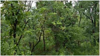 Find the Tiger : જો તમે તમારી આંખોને તેજ માનો છો તો આ તસવીરમાં છુપાયેલા પ્રાણીને શોધી બતાવો